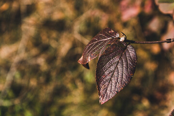 Isolated autumn leaves in the forest in beautiful fall colours. 