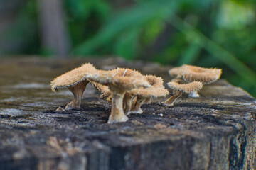 umbrella-shaped mushroom growing on wood