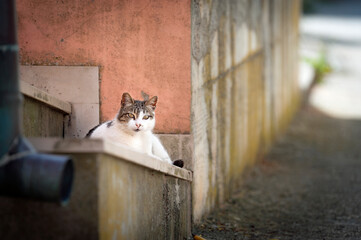 Streunerkatze