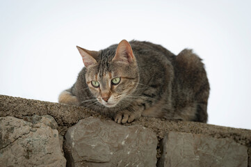 Streunerkatze