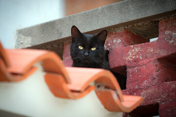 Streunerkatze