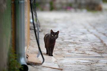 Streunerkatze