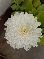 thick white flower