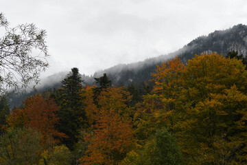 Forêt automnale 7