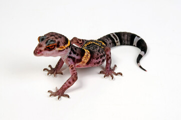 Chinese cave gecko // Hainan-Krallengecko (Goniurosaurus hainanensis)
