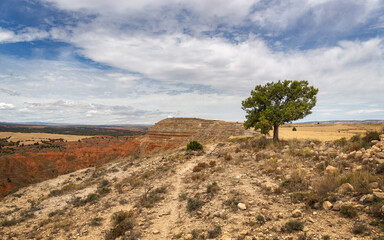 Fototapeta na wymiar Lonely Tree on Top of Muela de Teruel Mountain in Rambla Barrachina, Teruel, Aragon, Spain