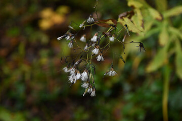 Plantes en forêt 4