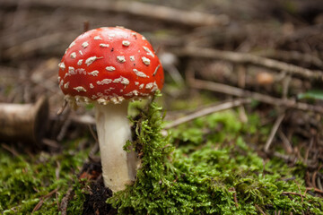 Young Amanita Muscaria grown up inside a forest in Dolomites (Italy)