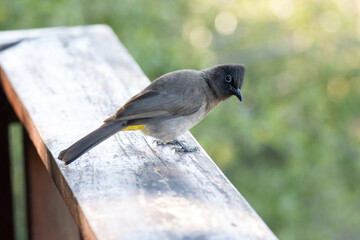 Addo Elephant National Park: Cape bulbul