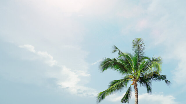 Green palm tree on blue sky background, coconut leaves, Blank space arranged with green  leaf
