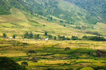 Terraced rice fields in Y ty, Sapa, Laocai, Vietnam prepare the harvest