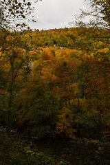 Fototapeta premium Forêt d'automne 13