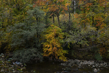 Fototapeta premium Forêt d'automne 12