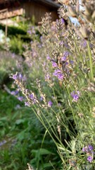 lavender in region