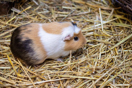 White-brown-black domestic guinea pig (Cavia porcellus) cavy on the straw