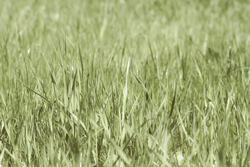 Fototapeta premium Spring fresh lawn green grass with bright colors macro retro style