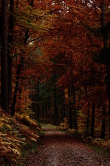 Obraz premium Autumn Forest