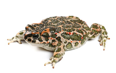 European green toad, Bufo viridis isolated on white background