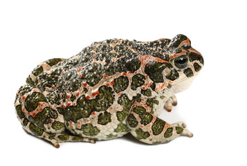 European green toad, Bufo viridis isolated on white background