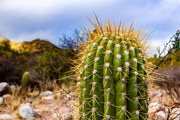 Huge tip of a cactus full of thorns. Desert plant with thorns.