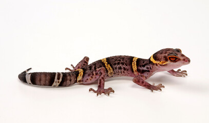 Chinese cave gecko // Hainan-Krallengecko (Goniurosaurus hainanensis)