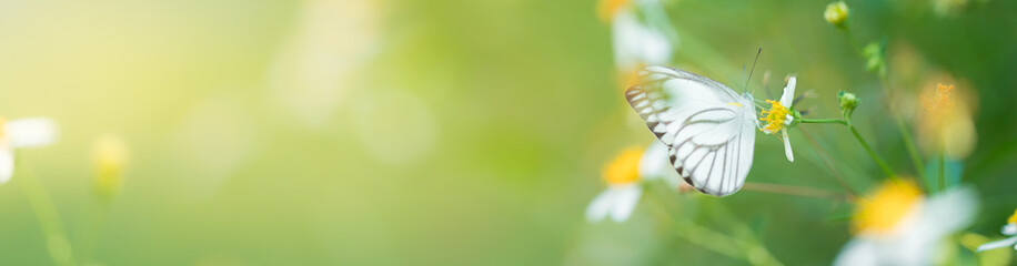 Nature of butterfly and flower in garden using as background butterflies day cover page or banner template brochure landing page wallpaper design