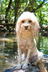 川で寛ぐキャバプー