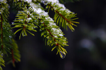 Young green spruce branch with snow. Selective focus.