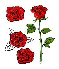 red rose set on white background with leaf - obrazy, fototapety, plakaty