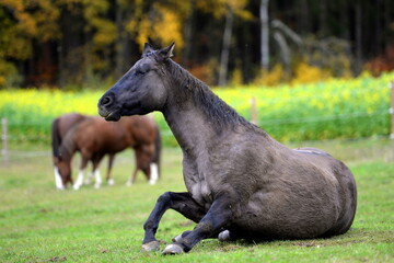 Pferdewelt. Schöne Pferde auf der Weide