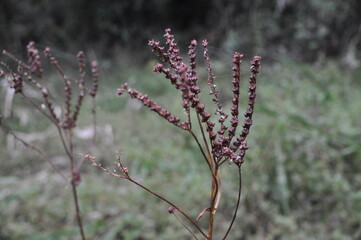 赤い実をつけたタコノアシ
