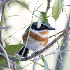 Addo Elephant National Park: female Cape Batis