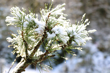 Spruce branch in the snow in the winter forest.