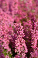 Fototapeta premium Pink bell heather
