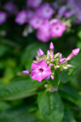Obraz premium Phlox Purple Eye Flame