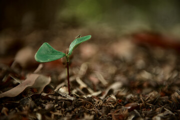 Young trees growing on the ground of rainforest, New life nature background