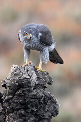 Northern goshawk adult female on a cork oak trunk with the last lights of an autumn day in a forest of oaks, pines and cork oaks