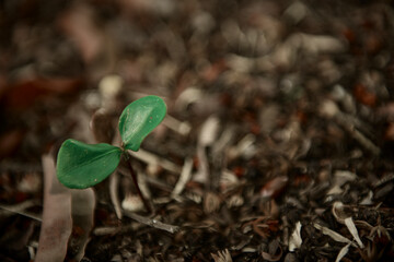 Young trees growing on the ground of rainforest, New life nature background