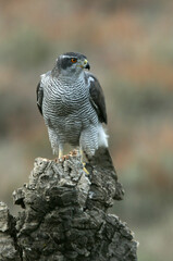 Northern goshawk adult female on a cork oak trunk with the last lights of an autumn day in a forest of oaks, pines and cork oaks