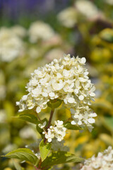 Paniculate hydrangea