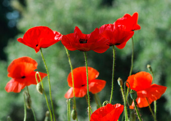 meadow with blooming red poppies