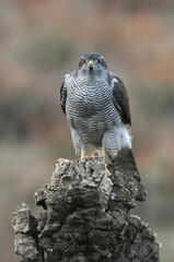 Northern goshawk adult female on a cork oak trunk in a pine, oak and cork oak forest in autumn with the last light of day