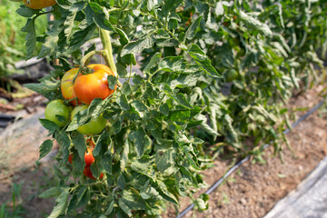 Tomatoes ripen on the vine in an organic greenhouse. Natural light with defocused copy space.
