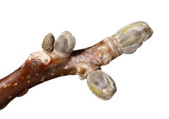 Walnut tree budding brunch
