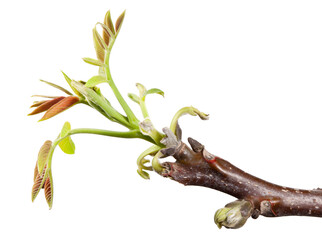 Spring spray of walnut tree