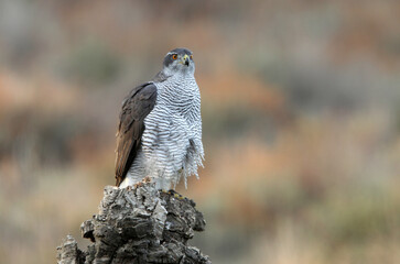 Northern goshawk adult female on a cork oak trunk with the last lights of an autumn day in a forest of oaks, pines and cork oaks