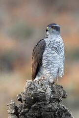 Northern goshawk adult female on a cork oak trunk with the last lights of an autumn day in a forest of oaks, pines and cork oaks