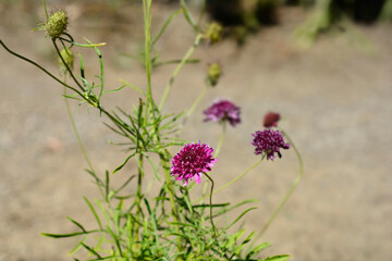 Pincushion flower Beaujolais Bonnets