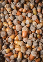 Oak tree acorns