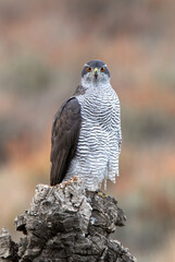 Northern goshawk adult female on a cork oak trunk in a pine, oak and cork oak forest in autumn with the last light of day